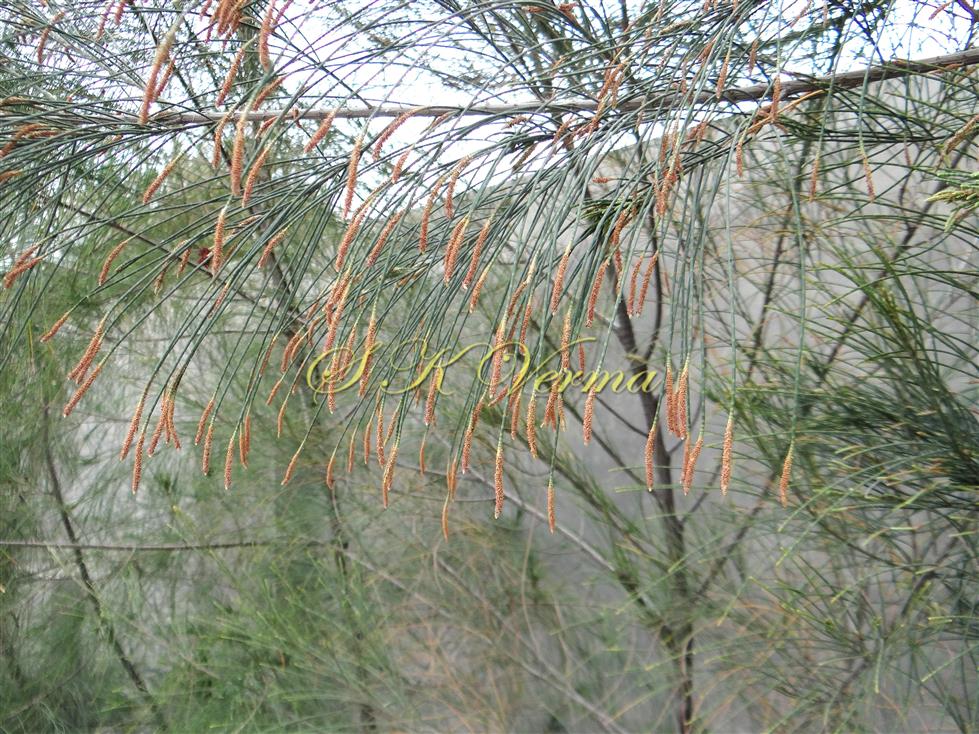  Branches bearing male spikes